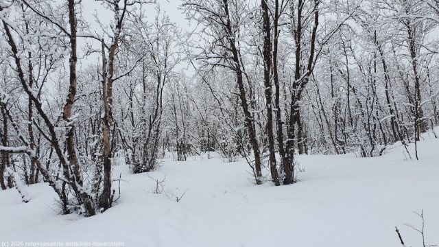 weg durch winterwald von der abisko turiststation zum windschutz nissonjohka